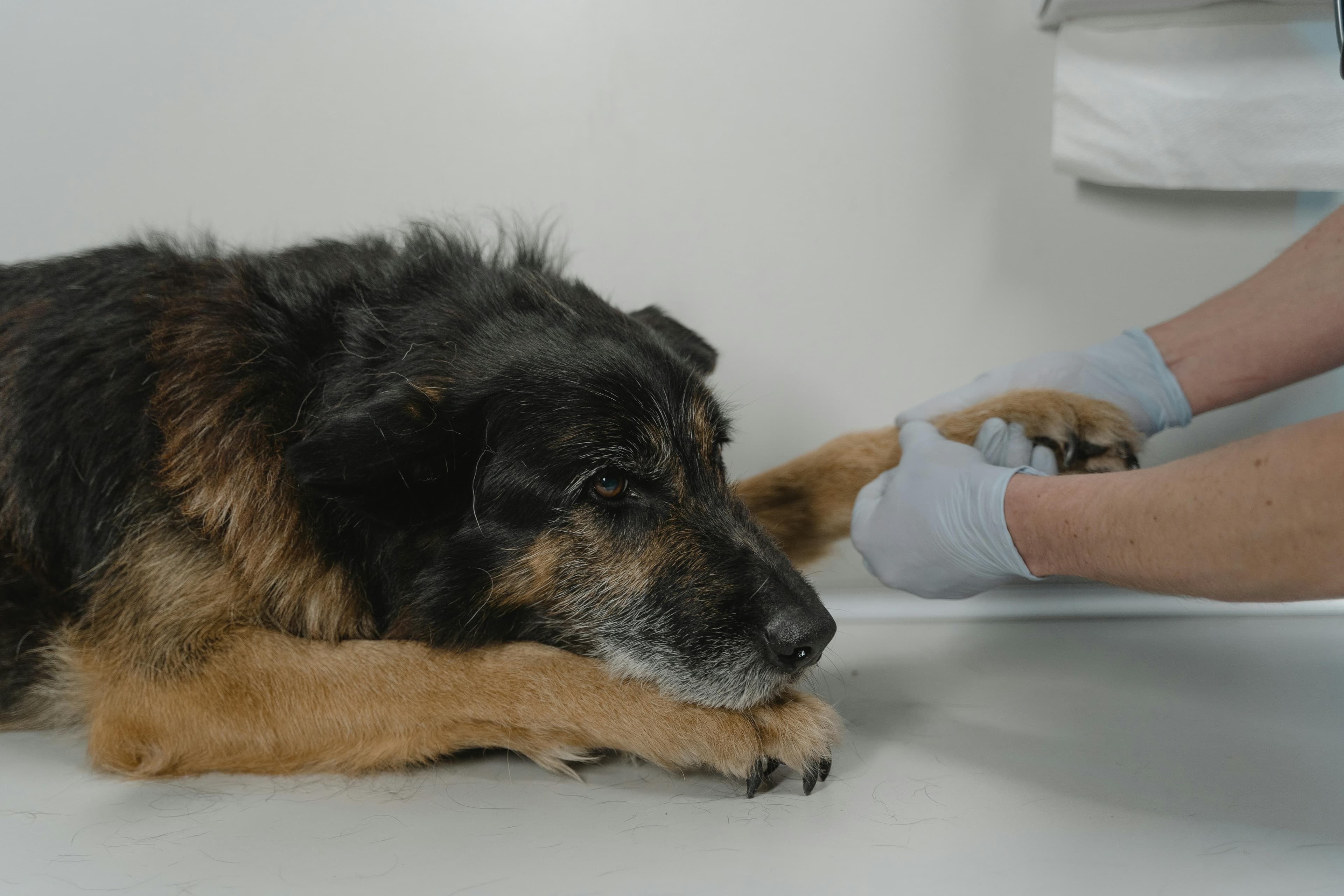 Pet Services Marketplace
